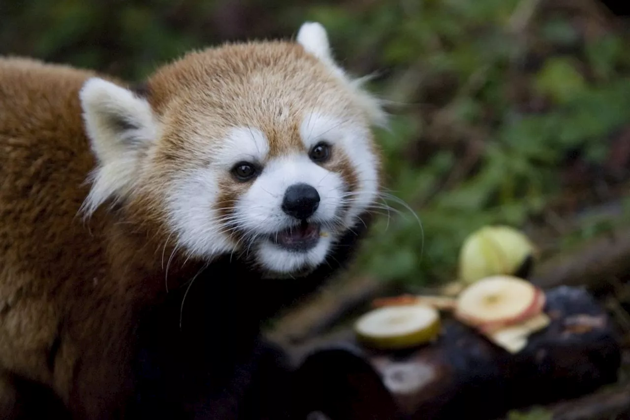 Geriatric red panda dies at Toronto Zoo months after giving birth to cubs