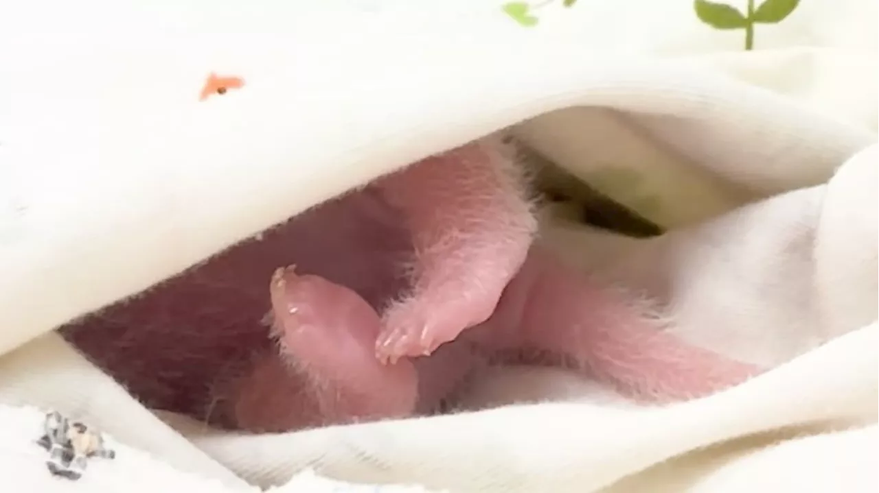 Hong Kong panda cub melts hearts on social media with just a wiggle of its tummy