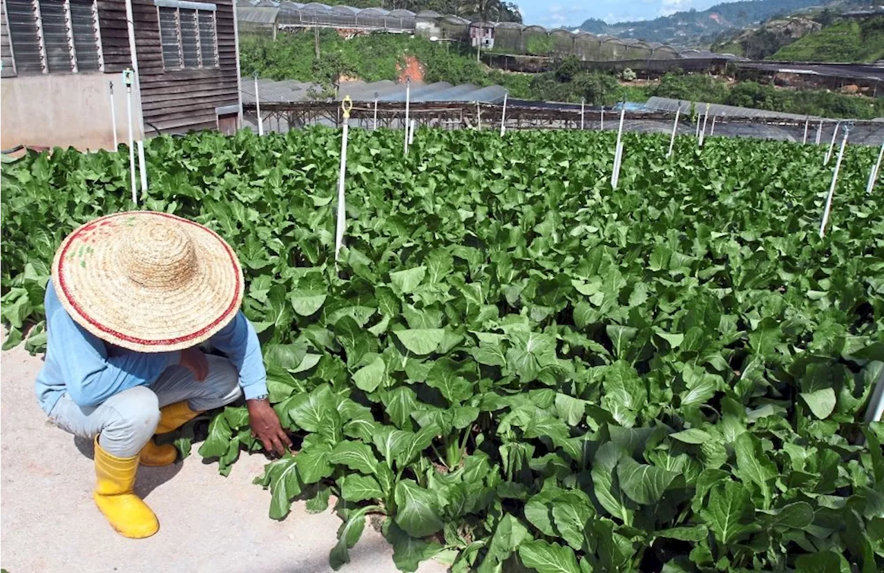 Plea from veggie farmers