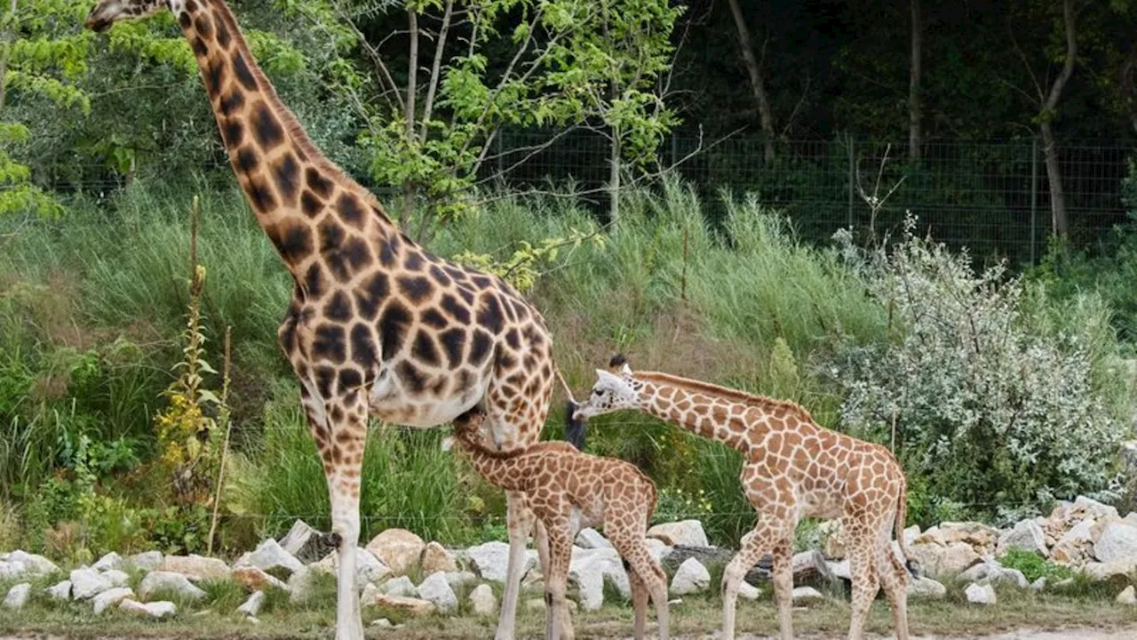 Giraffen-Taufe: Giraffen-Junge im Berliner Tierpark heißen Berti und Emily