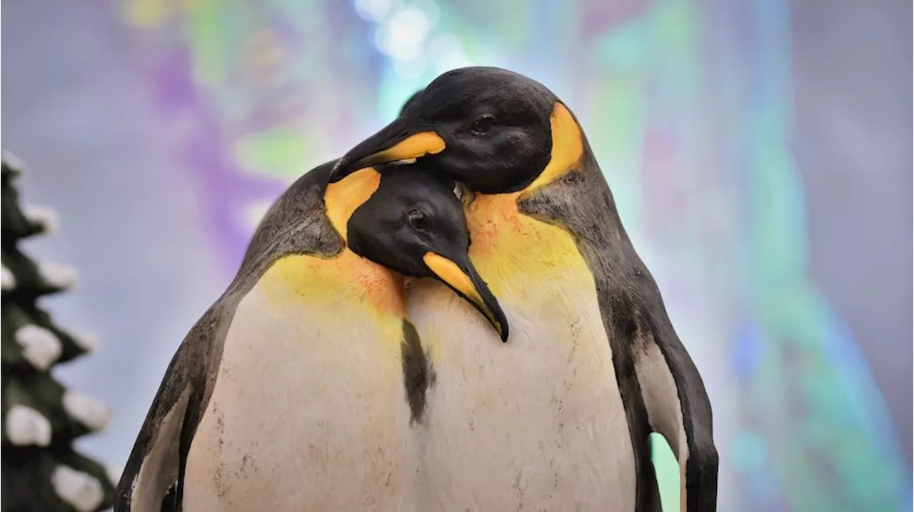 Penguin Gay 'Sphen' Mati di Australia, Pernah Berhasil Menetaskan 2 Ekor Anak