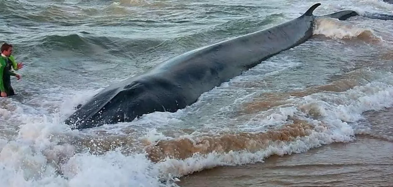 Ces baleines qui s’échouent sur les plages du Sud-Ouest