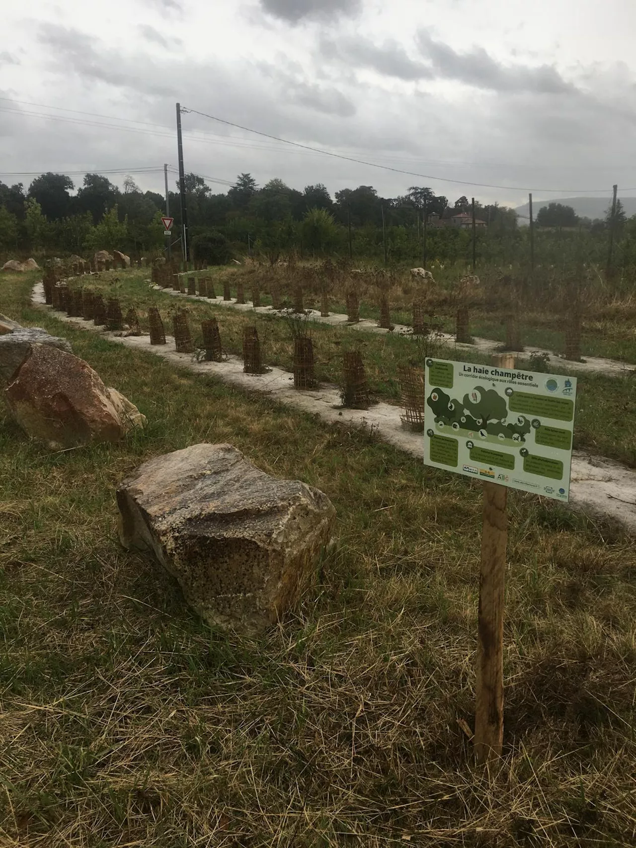 Lot-et-Garonne : fraîcheur, biodiversité, réchauffement climatique… Une aide record pour la plantation de haies