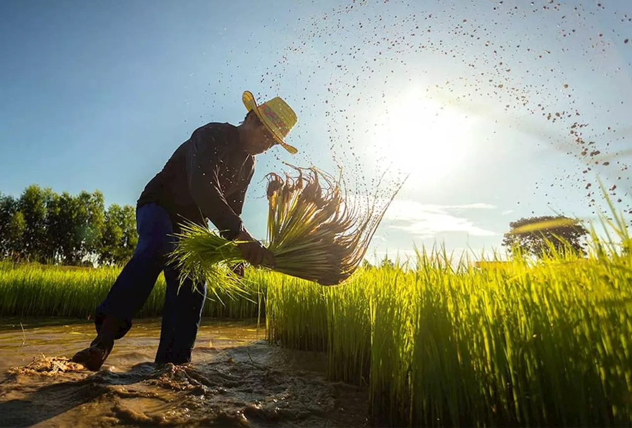 Dabawenyos, farmers urged to monitor La Niña updates