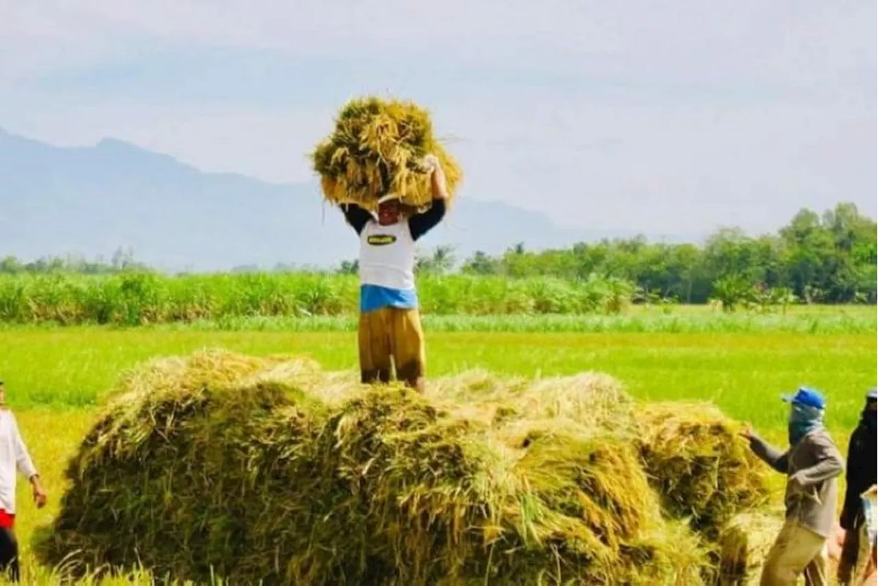 NegOcc logs highest average rice yield in W. Visayas