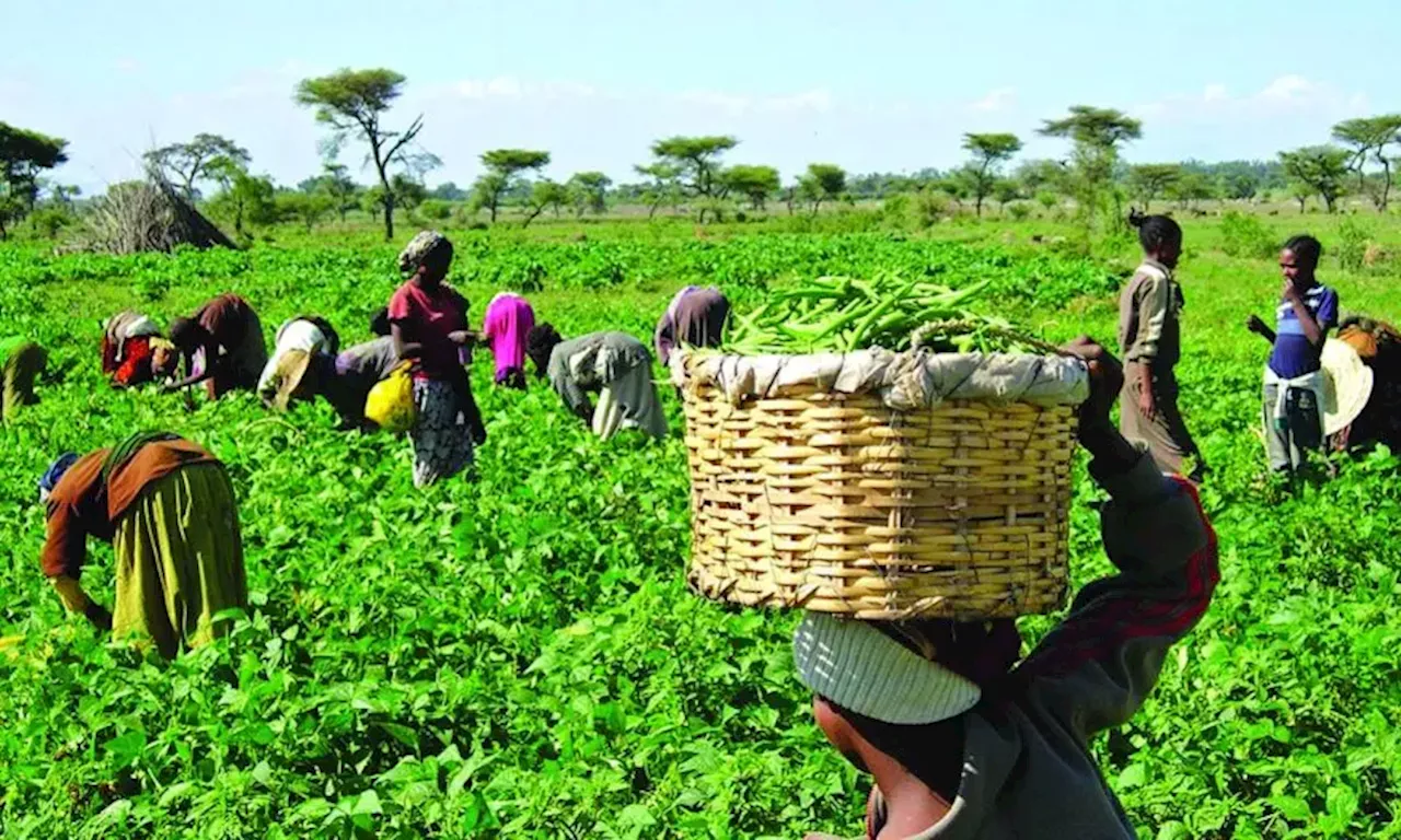 FG: Over 51% of farming areas in Nigeria at risk of flooding