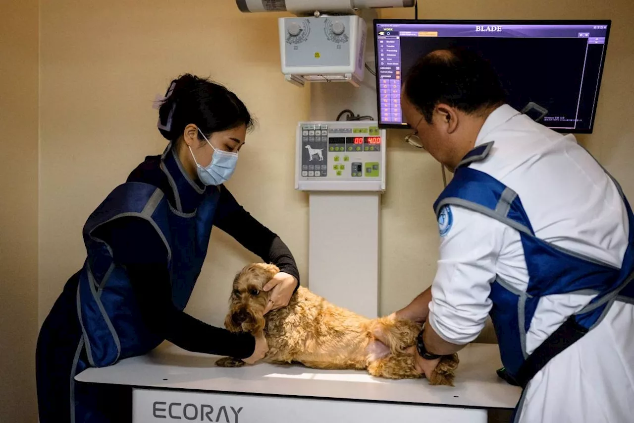 South Korean pet care goes high-tech with AI diagnostics