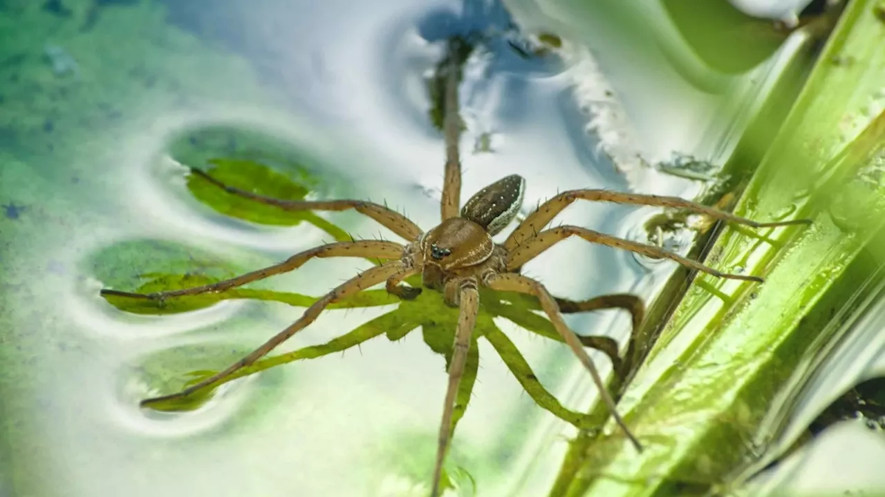 Giant fish-eating spiders which walk on WATER are making a comeback in UK – 5 ways to stop them invading y...