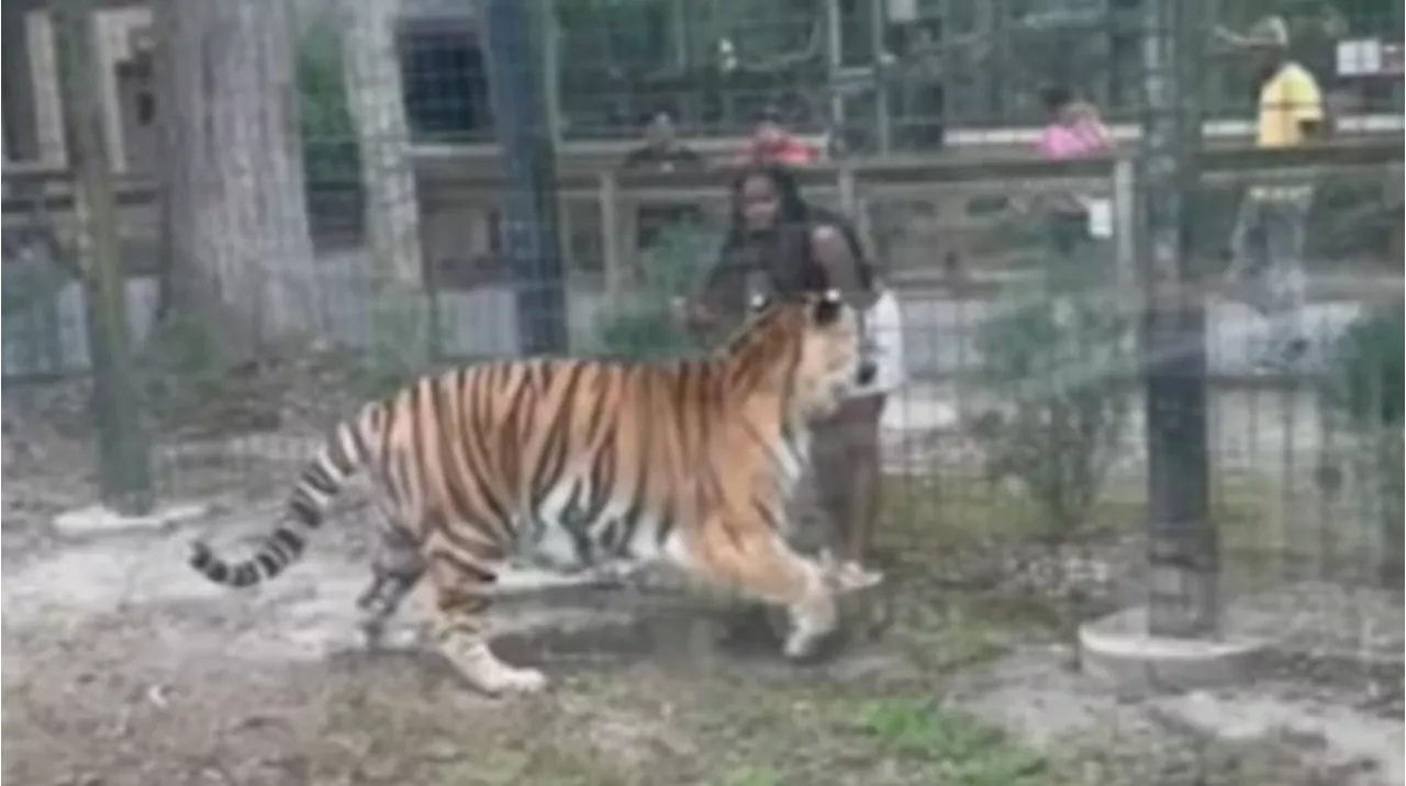 Video: una mujer entró a la jaula de los tigres para acariciarlos, la golpearon y se salvó de milagro