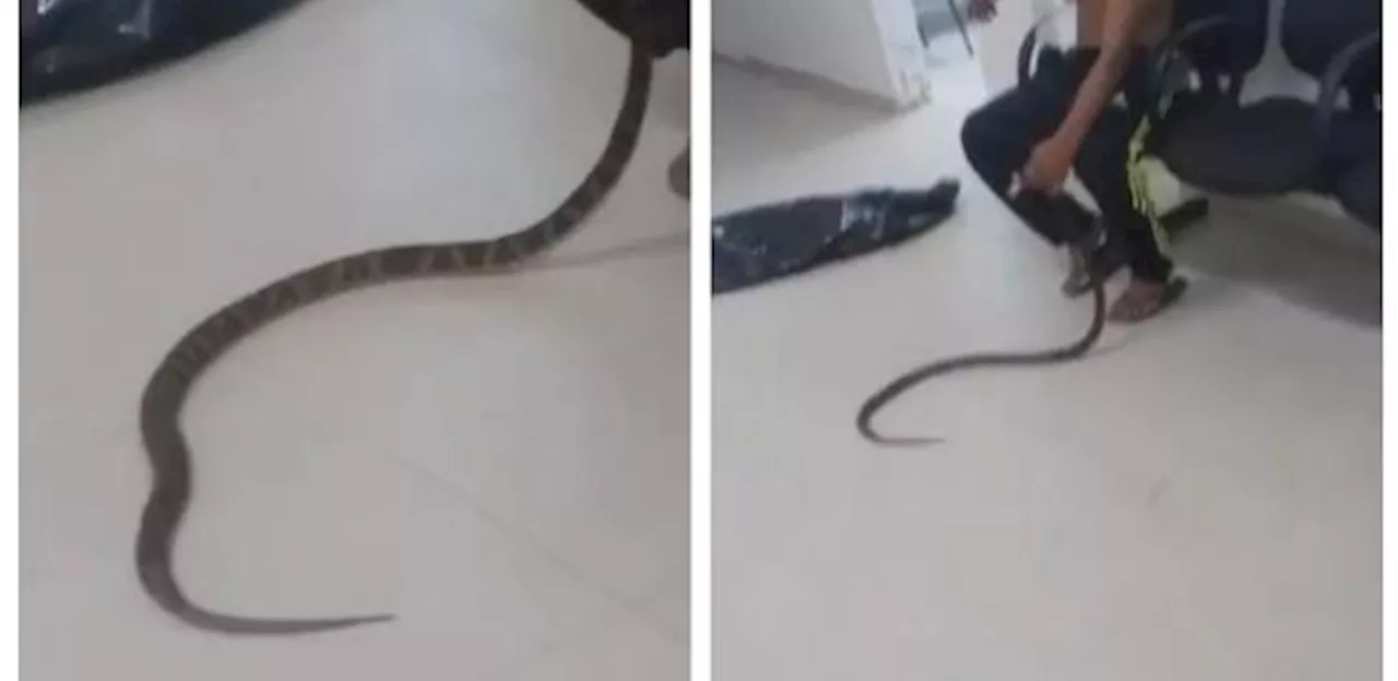 Homem é mordido por jararaca e leva cobra com ele para UPA; veja