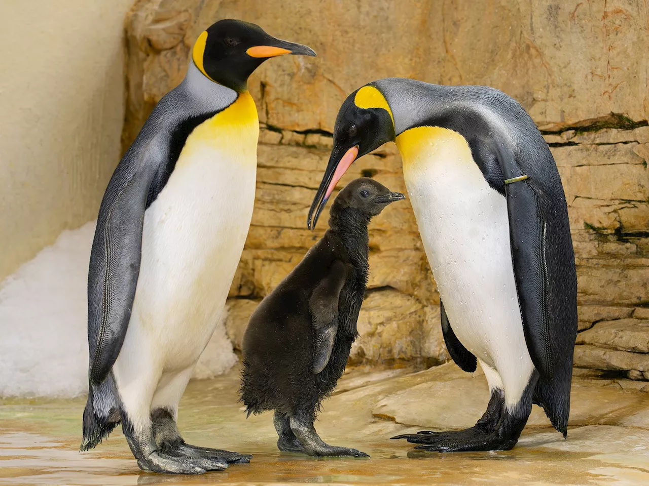 Königspinguin-Küken im Wiener Tiergarten Schönbrunn geschlüpft