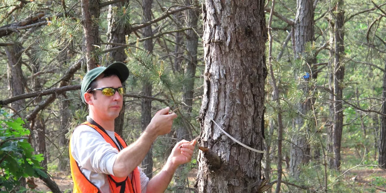 Southern pine beetles continue to increase, threat trees in Alabama