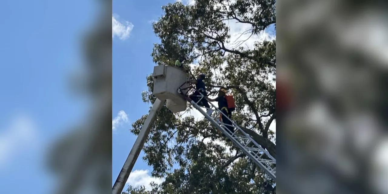 Dothan Fire Department saves man stuck in the air