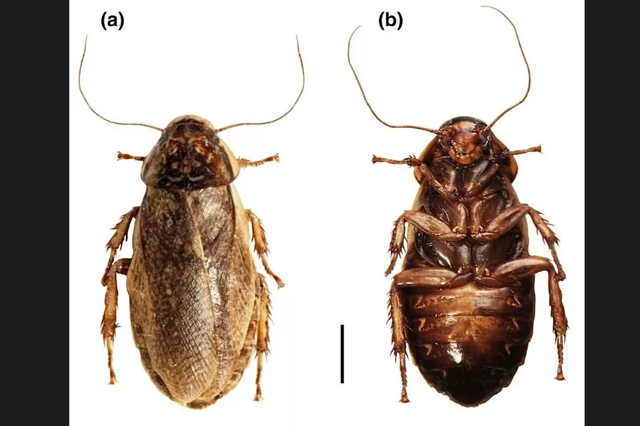 La cucaracha langosta llega a España