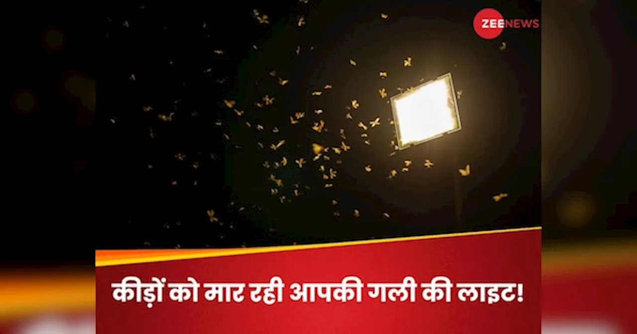 स्ट्रीट लाइट्स की वजह से भूखों मर रहे कीड़े, वैज्ञानिकों की चेतावनी- बिगड़ सकता है प्रकृति का संतुलन