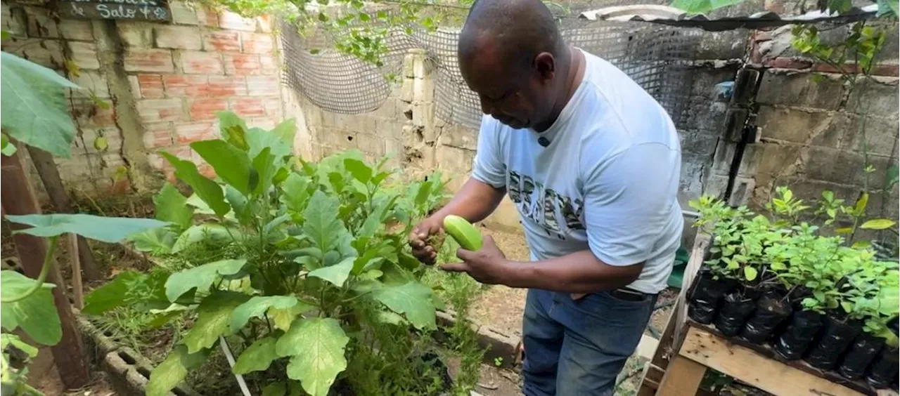 'Mi barrio siembra', iniciativa de Alcaldía para fortalecer seguridad alimentaria