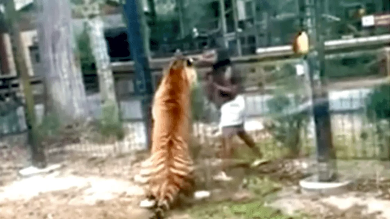 Police search for woman who jumped fence at NJ zoo to try and pet Bengal tiger