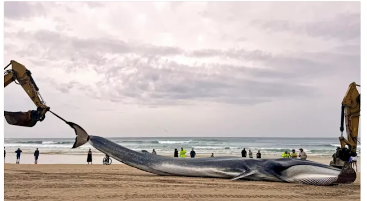 Humpback whale freed from Sydney Harbour after 22-hour ordeal