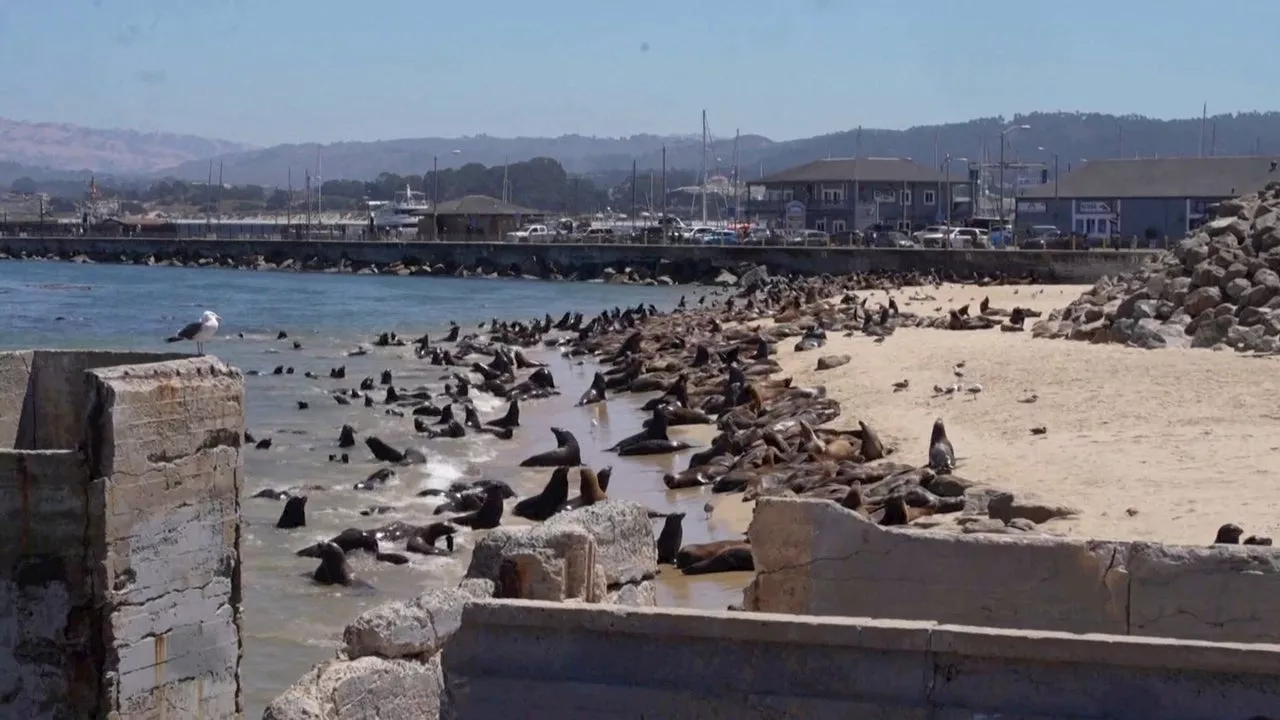 Una masiva invasión de leones marinos obliga a cerrar una playa en California