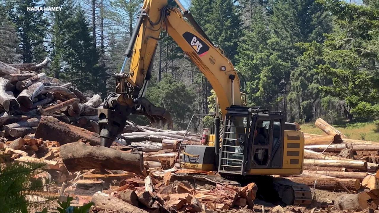 California redwoods preserve turns fire-damaged wood into boon for farmers