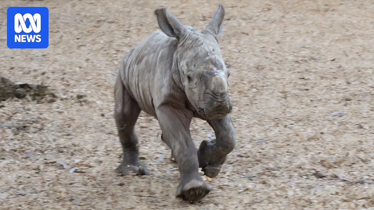 Werribee Open Range Zoo welcomes birth of 'bouncing' male rhino a year after death of female calf