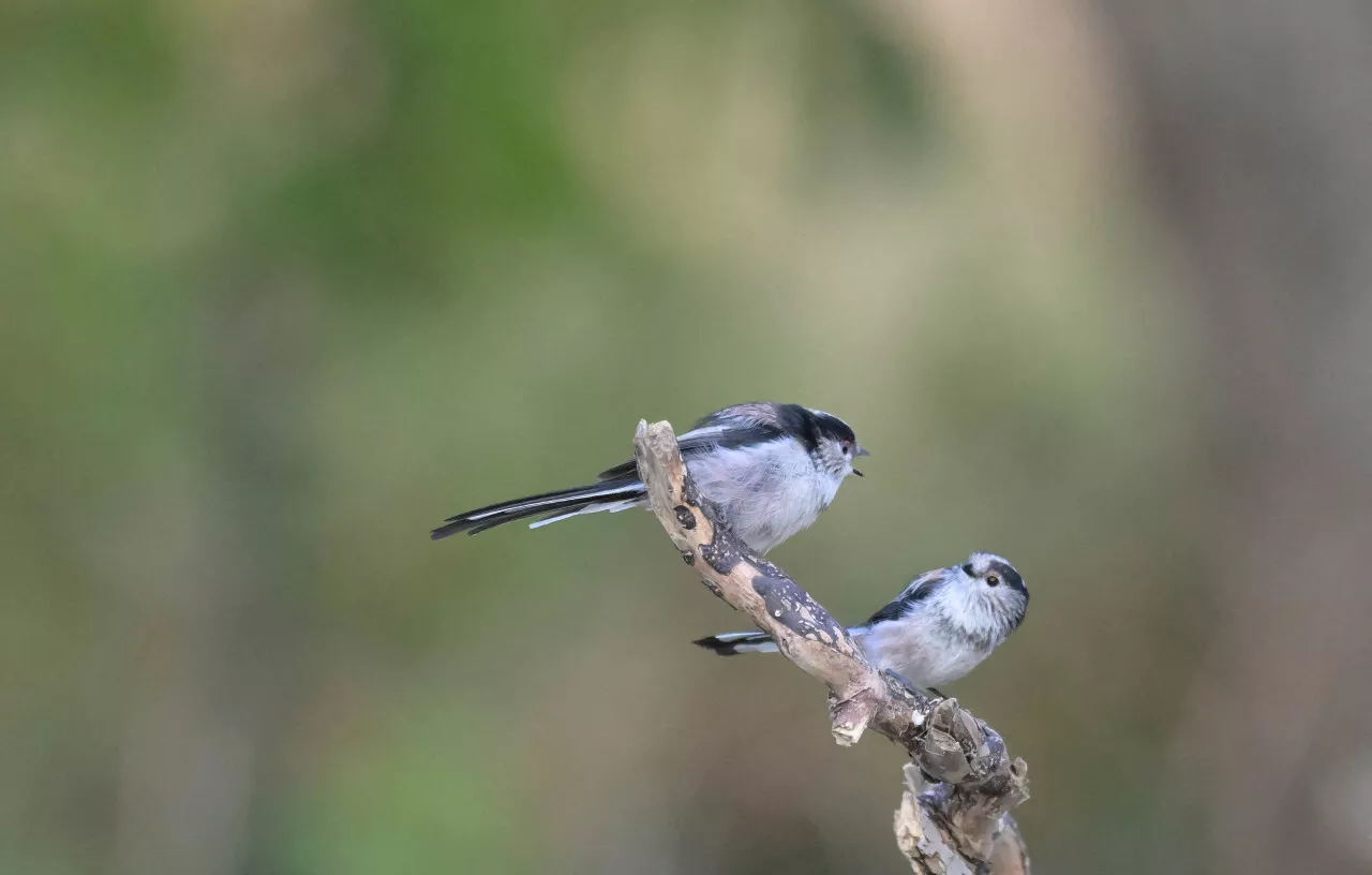 La Ville de Cherbourg-en-Cotentin déploie des refuges pour les oiseaux