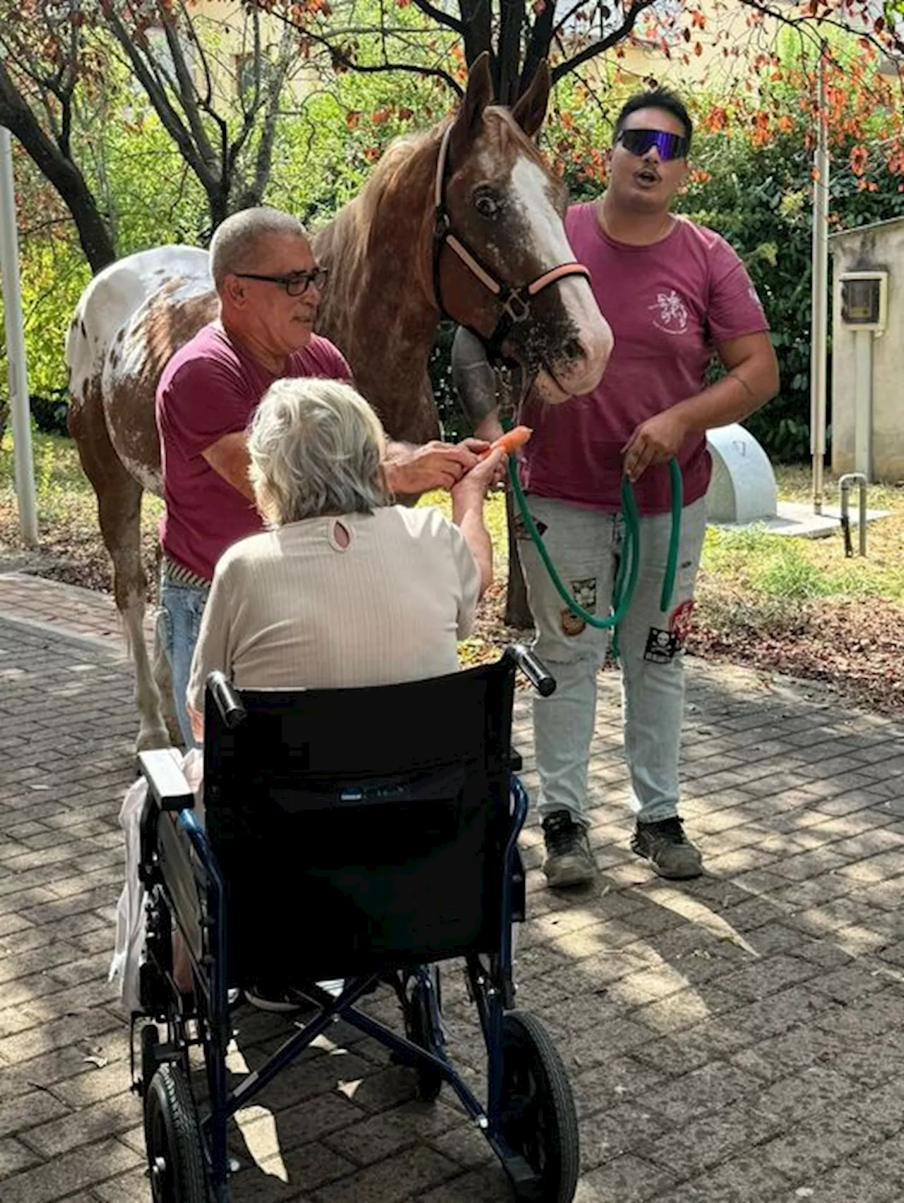 Realizza ultimo sogno, accudire un cavallo prima di morire