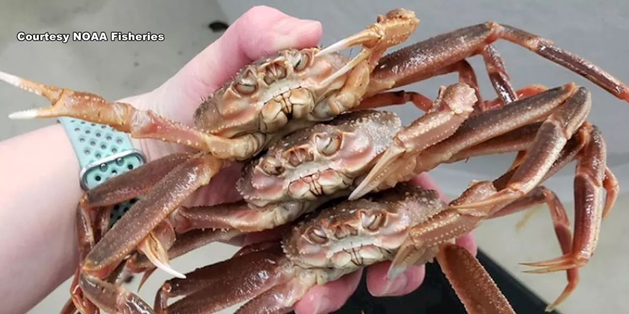 NOAA says Bering Sea snow crab collapse is result of human-caused climate change