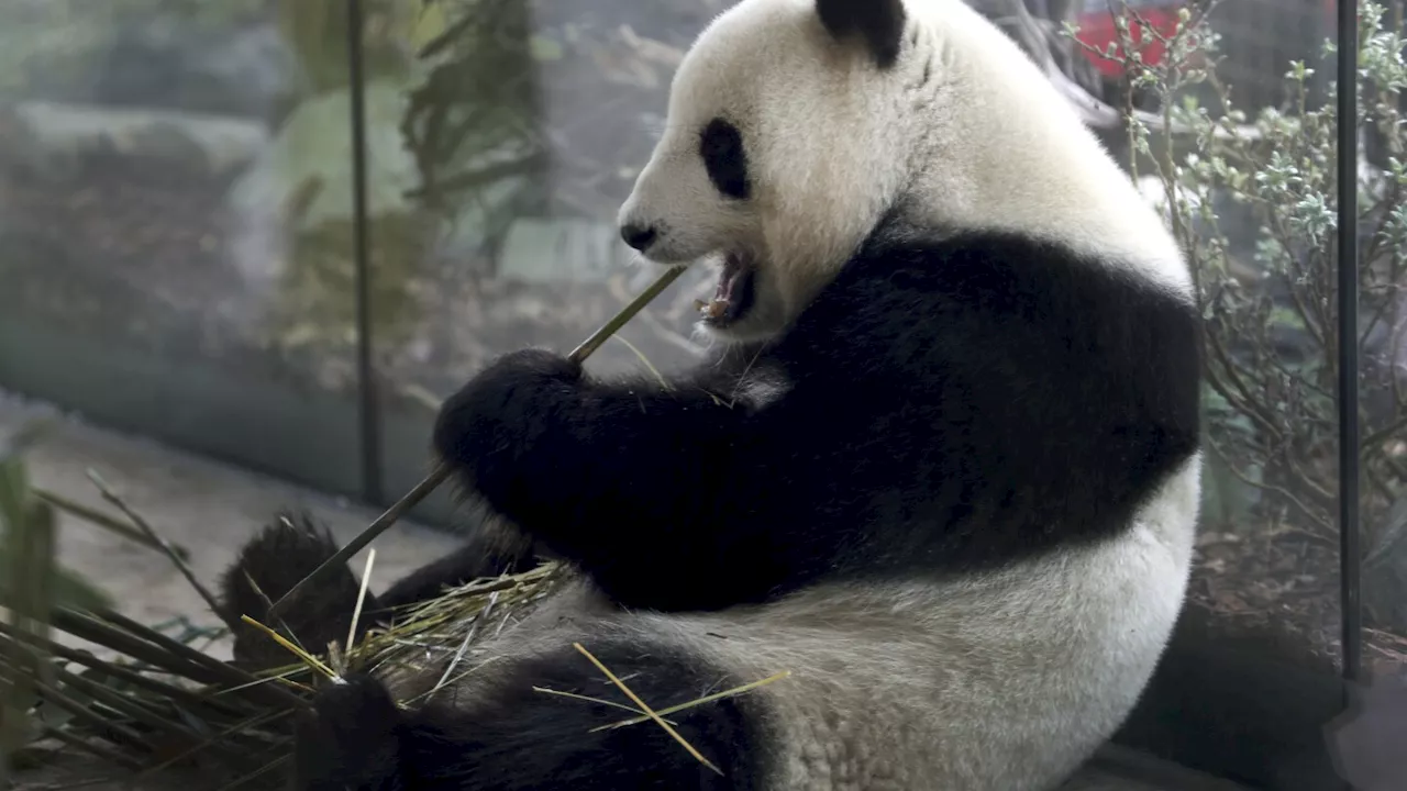 The twins are here! A second set of giant panda cubs has arrived in Berlin