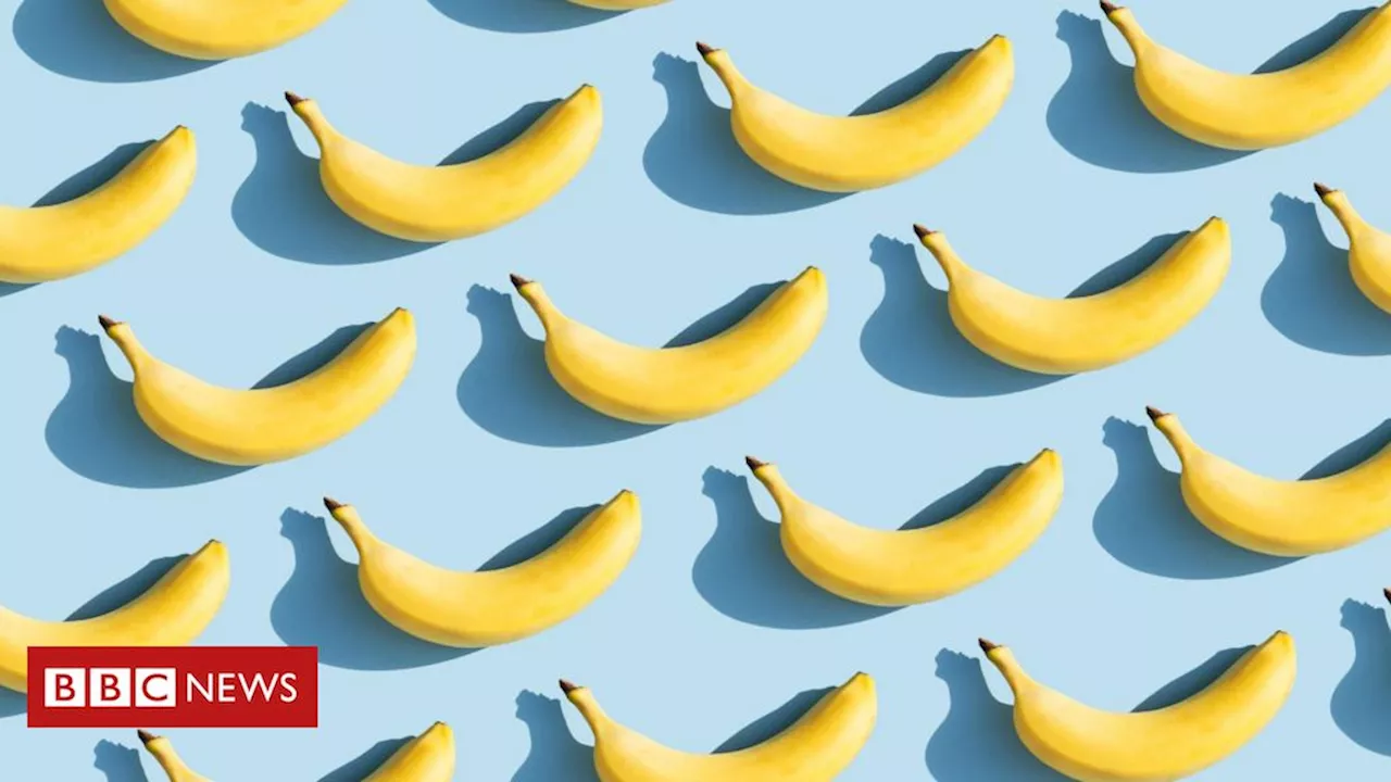 Bananas estão ameaçadas de extinção por novo fungo em todo o mundo