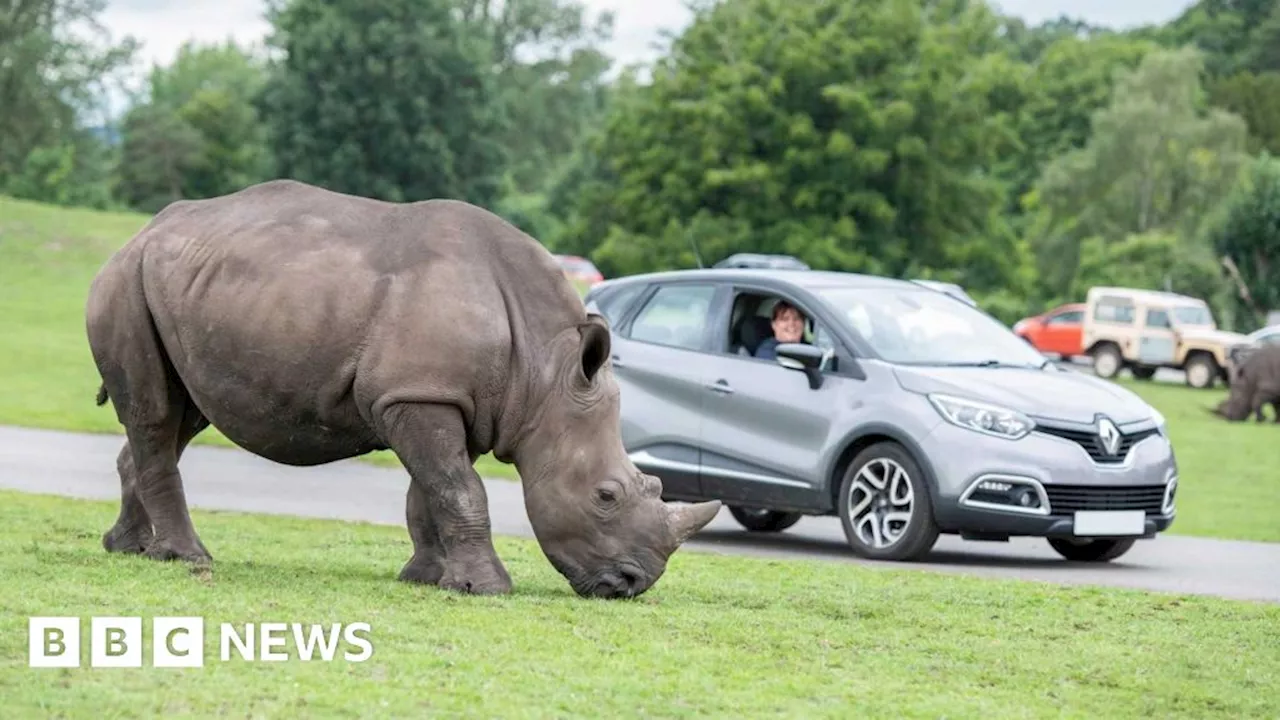 Rhinos arrive at Woburn Safari Park as another prepares to leave