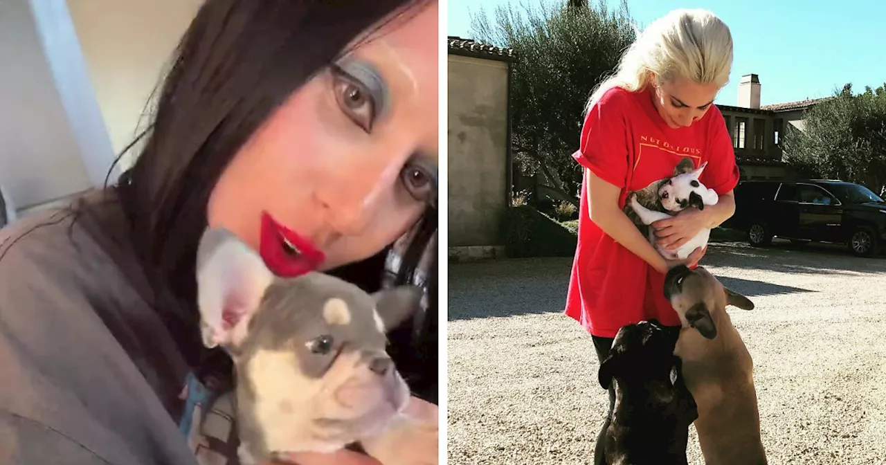 Lady Gaga Introduces New Pup Three Years After 'Violent' Dognapping Horror