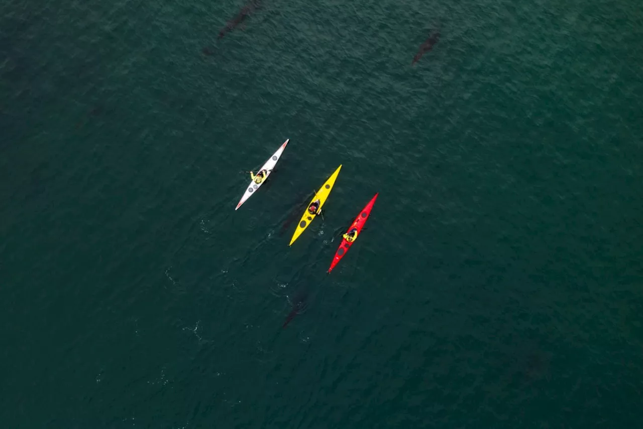 BC Marine Trails launches videos to protect coast and honour First Nations