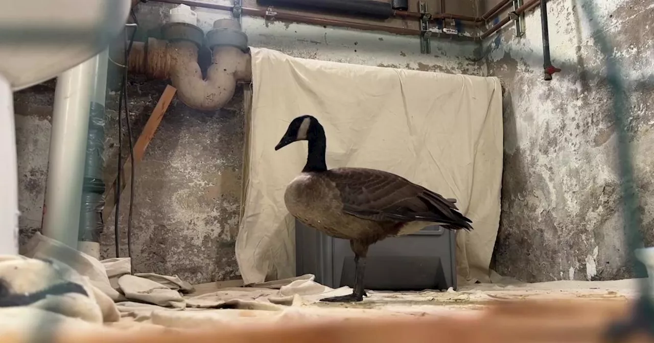 Queens neighbors come together to rescue injured Canada goose