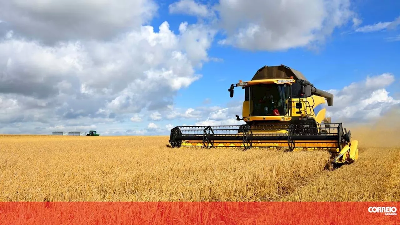 Associação Terra Verde está a avaliar danos do calor nas produções agrícolas nos Açores