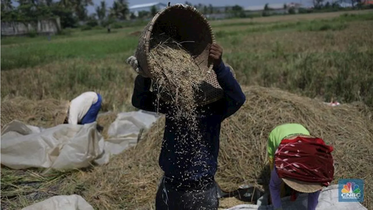 BMKG Pastikan La Nina Belum Landa RI, Begini Prediksi Produksi Beras