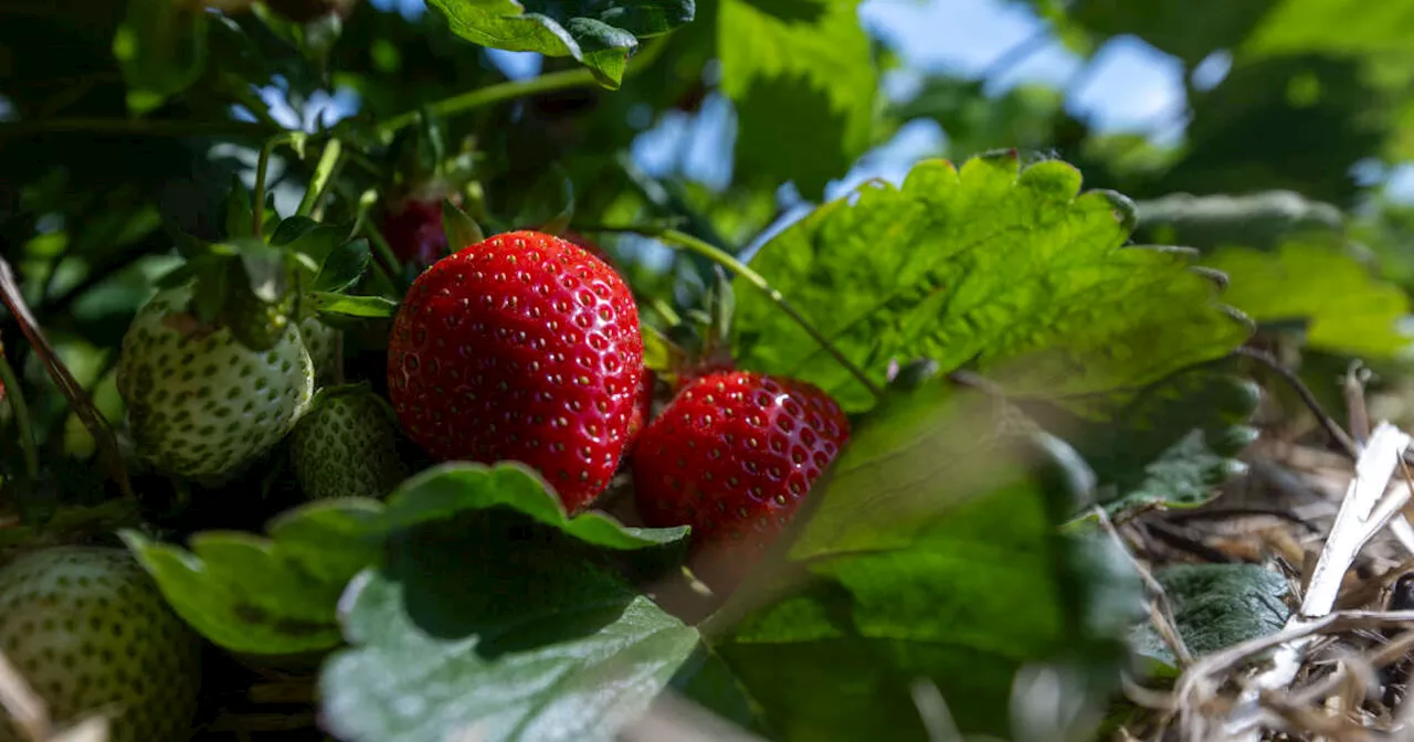 La météo extrême pèse sur la récolte des pommes, du raisin et des fraises européennes