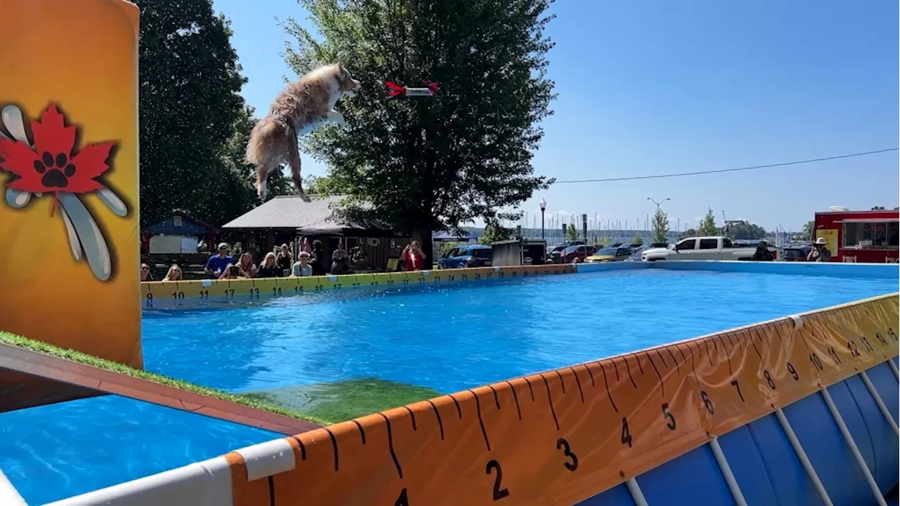 Canines face off in Canadian Dock Jumping Championship in Brockville, Ont. this weekend