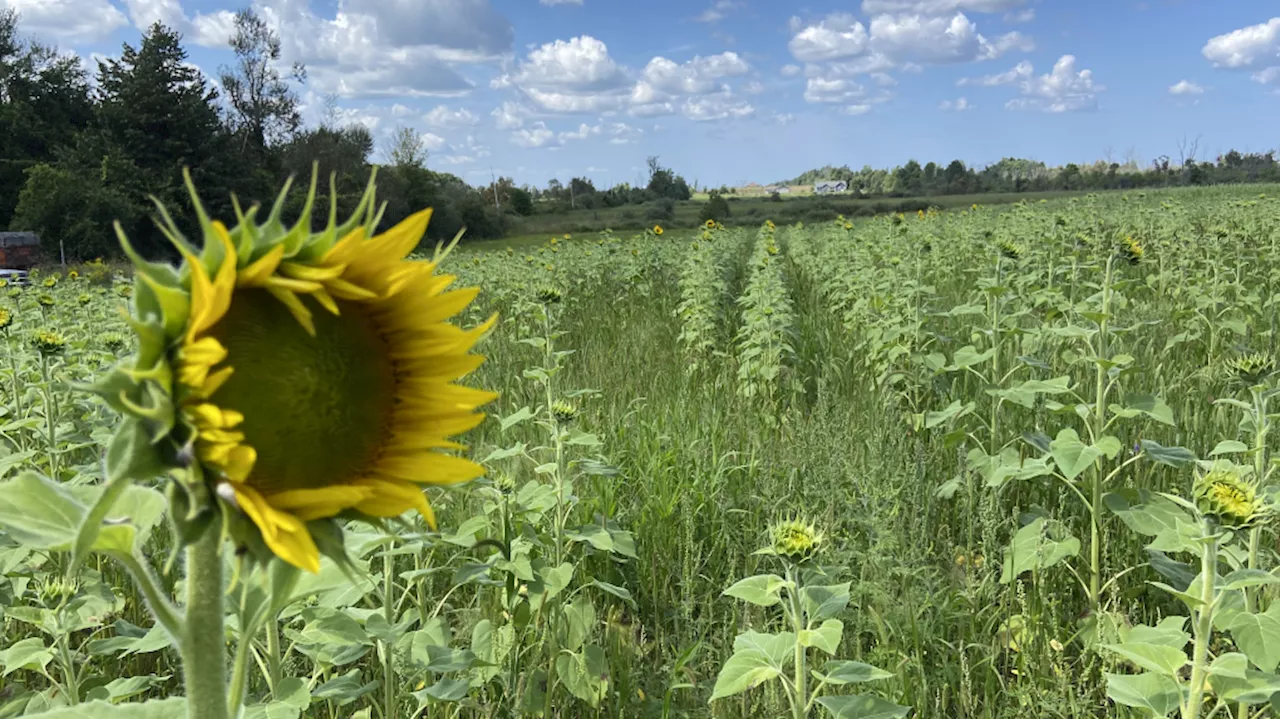 Popular eastern Ontario sunflower farm closes for season due to excessive rain