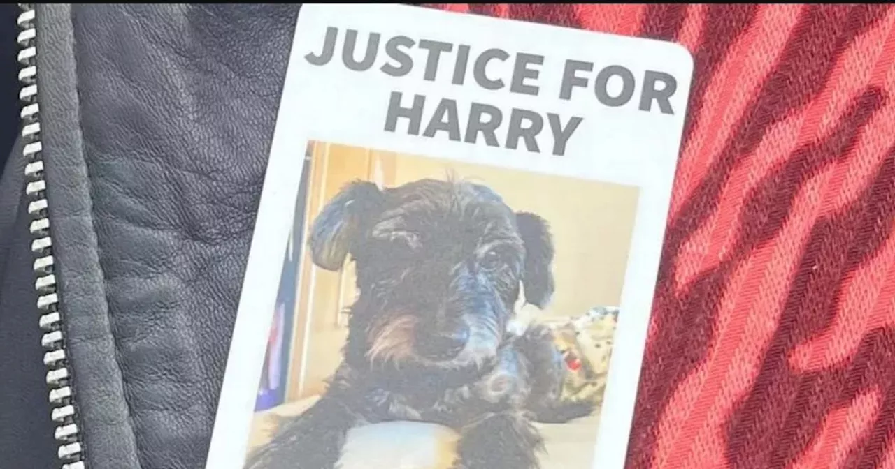 Dog owner calls for 'justice' as pet mauled to death by huge cane corso