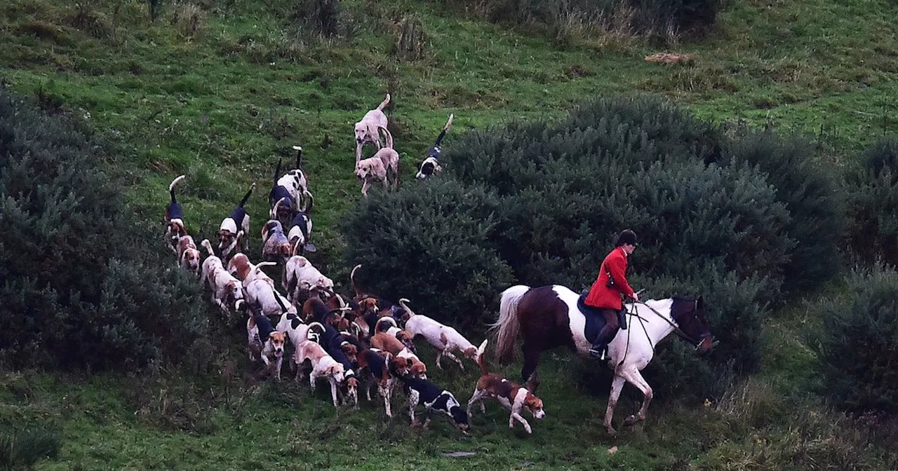 Fears of fox hunting comeback in Scotland due to 'loophole' in new ban