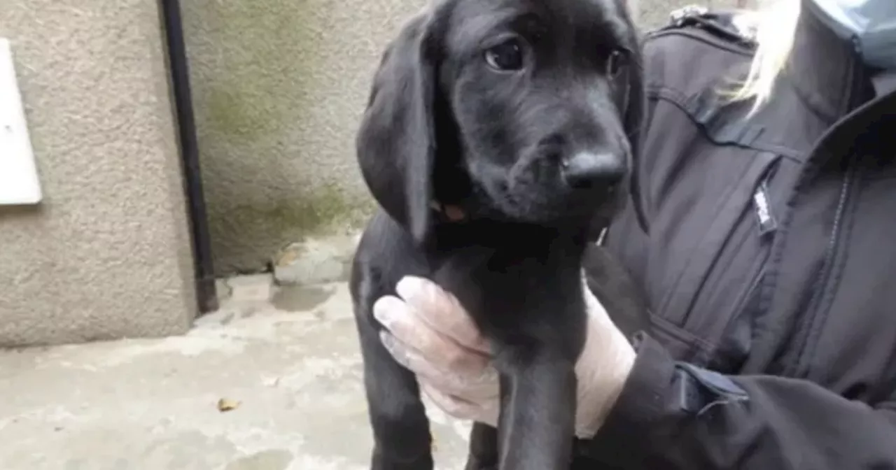 Puppies found living in squalor as dog dealer banned from keeping pets