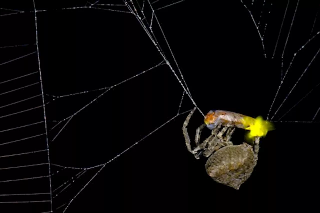 Spin lokt glimwormen door gevangen mannetjes als vrouwtjes te presenteren