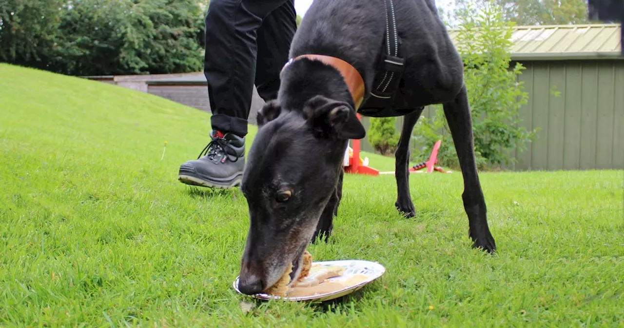 Most common breeds taken in over Dogs Trust Merseyside's 25 years