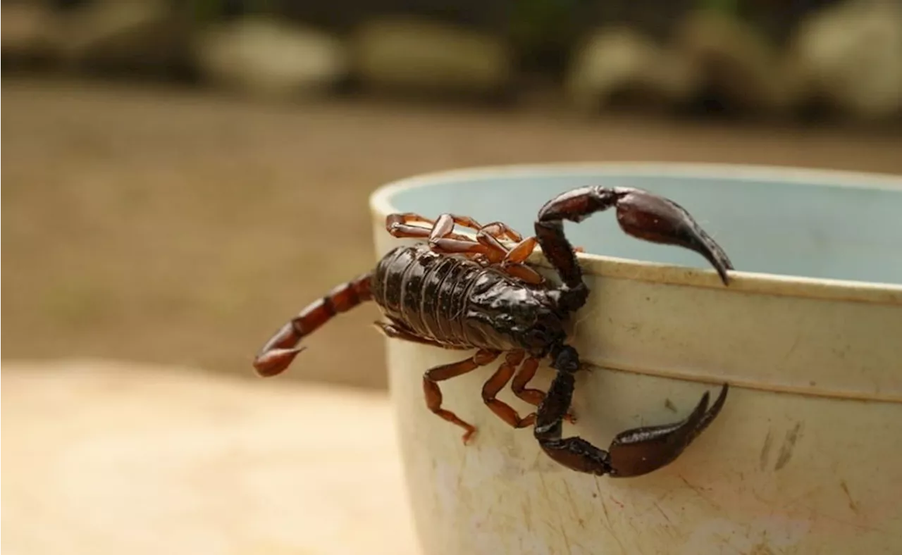 ¿Cómo acabar con una plaga de alacranes en tu hogar?