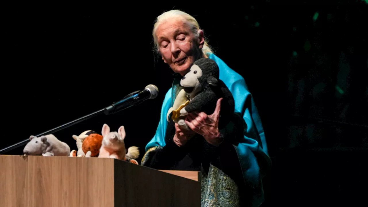 Que no sea solo hablar: llamado de Jane Goodall a los partícipes de la COP16