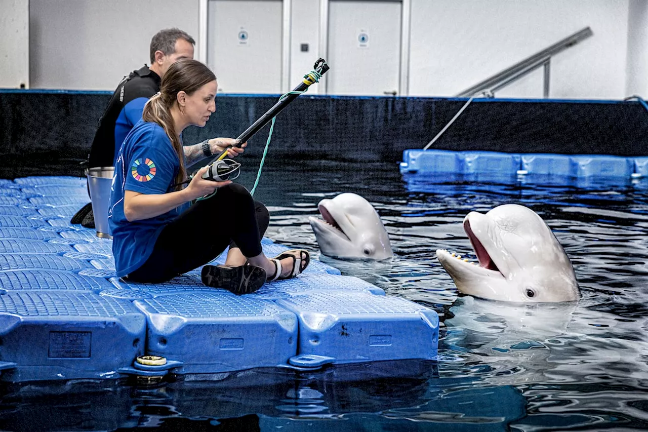 Las belugas evacuadas de Ucrania no ‘hablan’ como las criadas en España