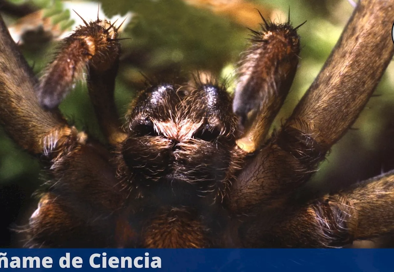 La araña gigante que logró sobrevivir a la extinción, ¡tiene el tamaño de un ratón!