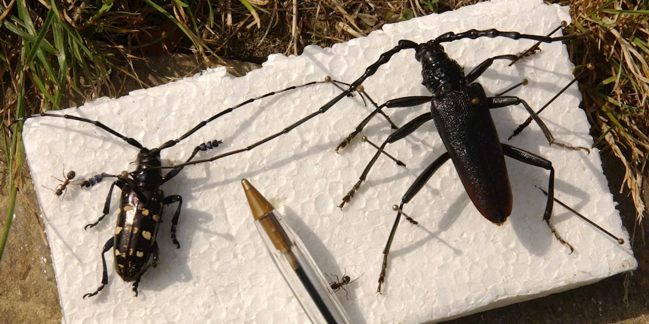 Pour ne pas ramener de créatures effrayantes, une autorité européenne demande de ne pas rapporter de...