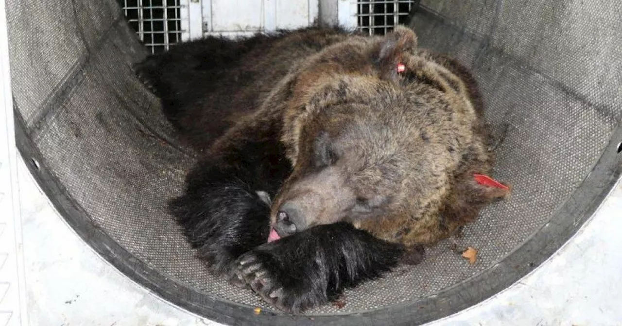 Il Trentino si sbarazza dell’orsa JJ4: davvero pensano che sia meglio uno zoo del Casteller?